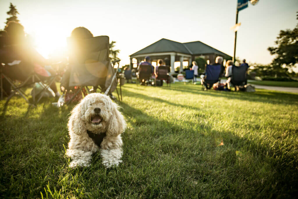 Music at Harry's Place Dog at Music at Harry's