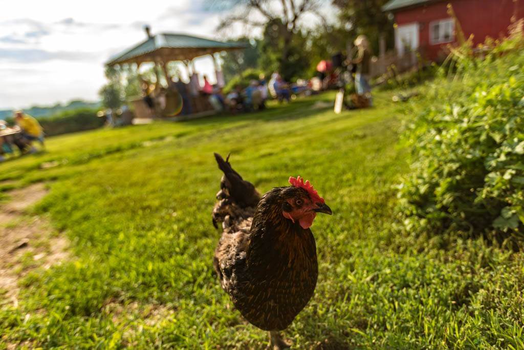 Pizza Farm June-September chicke on Double B Farm