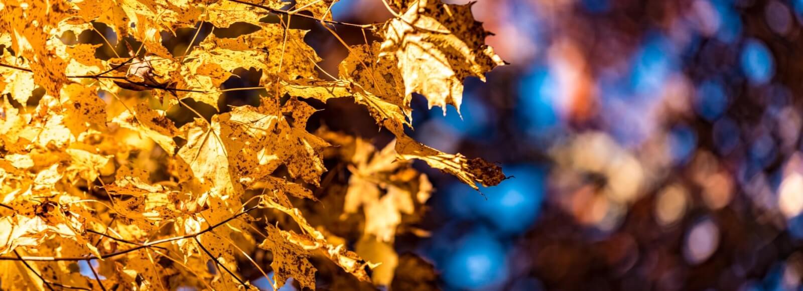 Blog Bright yellow fall foliage in Beloit, WI.