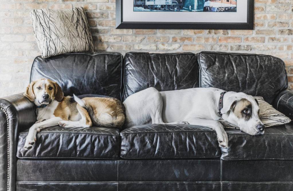 Beloit is Dog-Friendly Dogs at Ironworks Hotel Dog Friendly Beloit